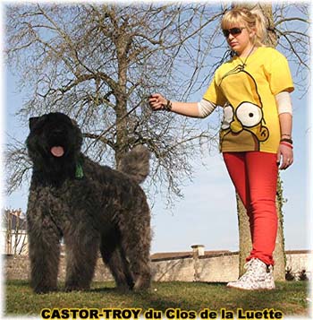 bouvier des flandres du clos de la luette - copyright d&eacute;pos&eacute;